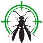 Mosquito